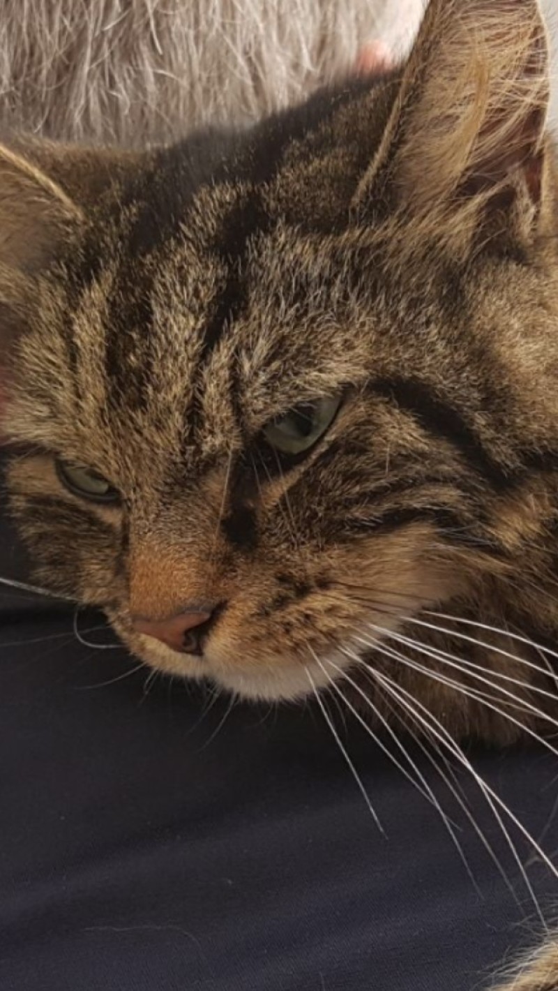 Main image for Cat poisoned after recovering from shooting
