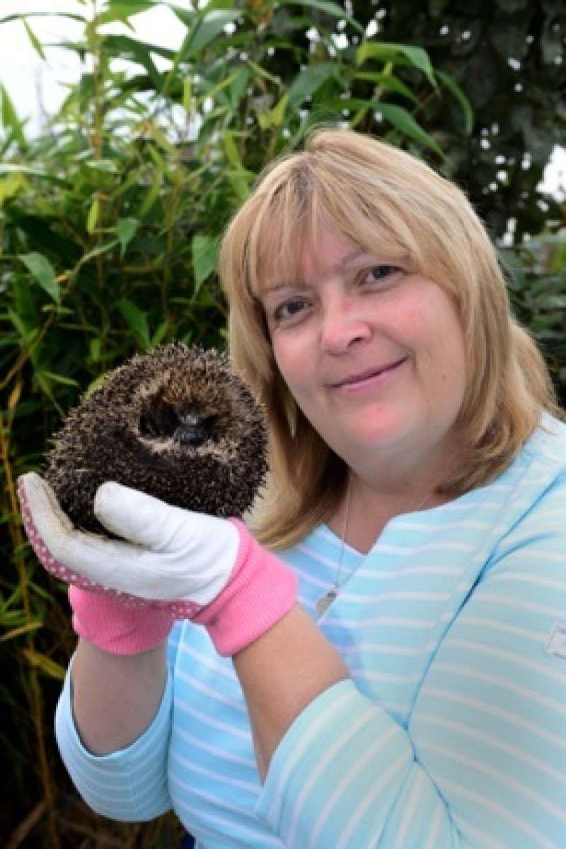 Main image for Keep an eye out of hedgehogs in bonfires