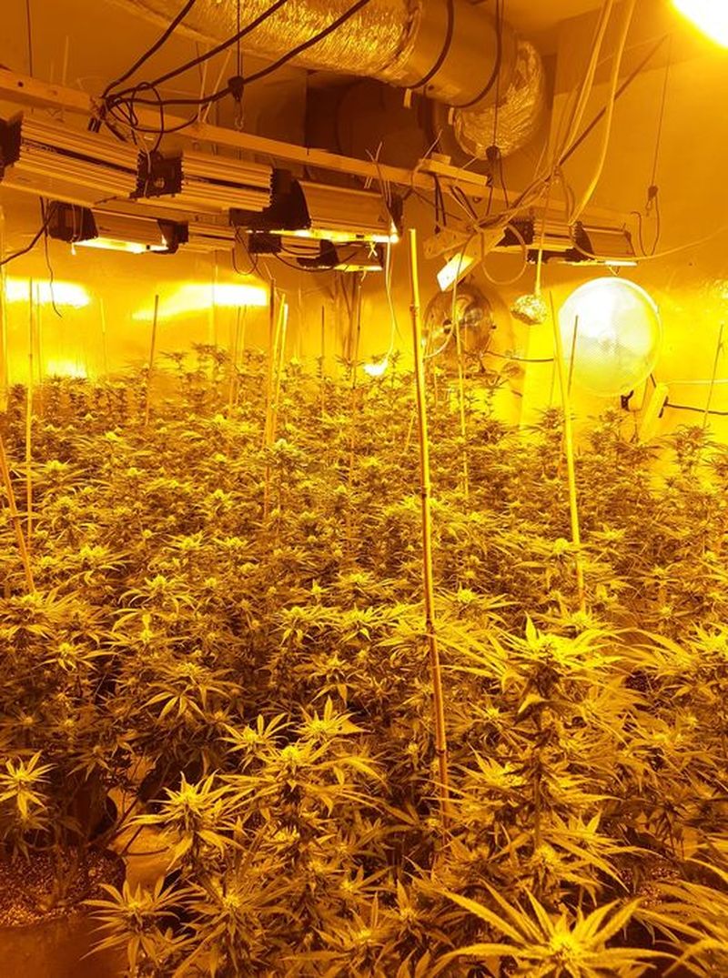 Main image for Police uncover cannabis farm after burglary call