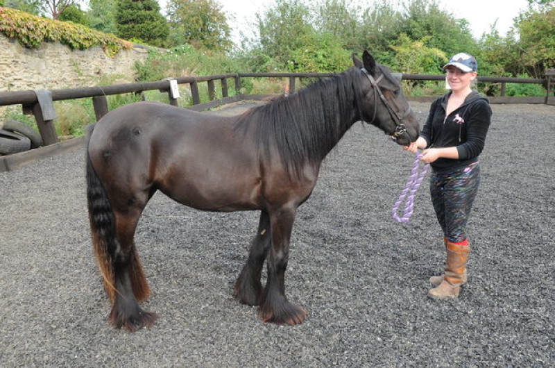 Main image for Praise for horse lover who rescued pony
