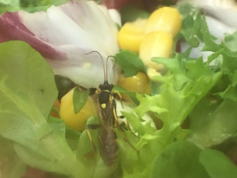 Main image for Man finds insect in Morrisons salad