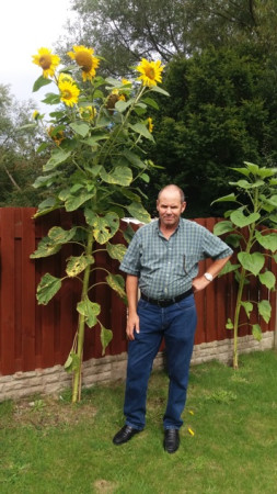 Main image for Tankersley man grows massive sunflower