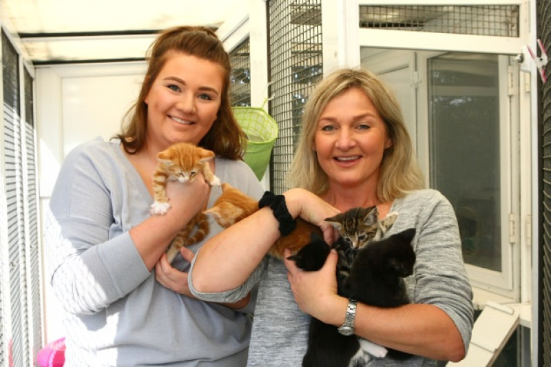 Main image for Local lady saves kittens