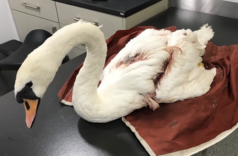 Main image for Swan dies following dog attack