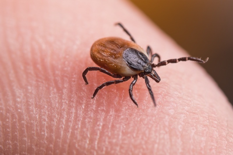 INFESTATION: Ticks are said to be on the rise.